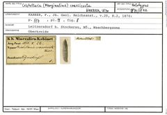 Karteikarte zum Holotyp von Cristellaria (Marginulina) crassicosta Karrer, 1870